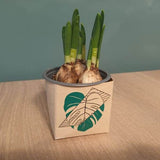 Monstera | SVG, DXF, PNG Plotterdatei, Laserdatei - Sewando