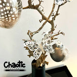 Plotterdatei Schmetterlingsliebe - Sewando