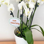 13x Stickdatei Ballons mit Zahlen ITH - Sewando