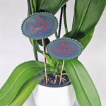 5x Stickdatei Schiffe Blumenpieker - Sewando