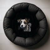 Stickdatei Applikation Jack Russel "Stella" - realistisch - FÜR HELLE & DUNKLE STOFFE