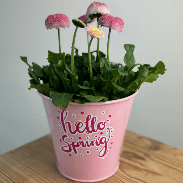 Hello Spring | SVG, DXF & PNG Plotterdatei, Laserdatei - Sewando