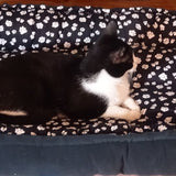 E-book Katzen Körbchen Hunde Korb Babynest inkl. Schnittmuster nähen