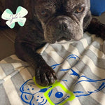 Plotterdatei Frenchie , PNG, DXF, SVG - Sewando